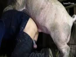 Naughty man fucking female pig no frills jpg x Man fucks pig