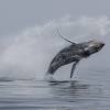 Humpback whale capsizes boat
