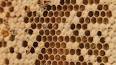 Les secrets cachés de la pollinisation par les abeilles ile ilgili video