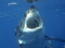 images?q=tbn:ANd9GcS9puOh40DdjDBGChJbXc3tKj4fGS9zAniWlkcFkoCxnfZDhCwp68Weq--W