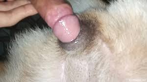 Man fucked dog jpg x Man fucked by dog