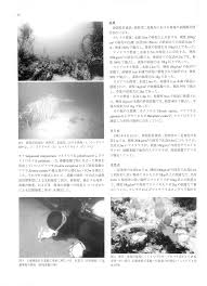 pacific jjgirls spread ass 2|Milk On The Rocksのプロフィール