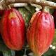 Ghana COCOBOD gets $1.8b loan for cocoa purchases