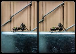 Flyporn jpg x Of flys