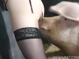 Boar corps update sex with pig jpg x Girl fucks pig