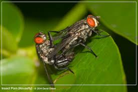 Flies videos sorted their popularity at the gay porn directory thisvid tube jpg x Of flys