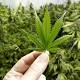 Will the Marijuana Industry Ever Go Green? 
