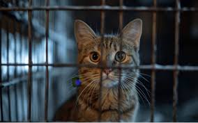 鬼畜飼育 |鬼畜米英漫画全集 髙井ホアン(著/文) - パブリブ | 版元ドットコム