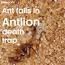 The Fascinating World of Antlion Larvae ile ilgili video