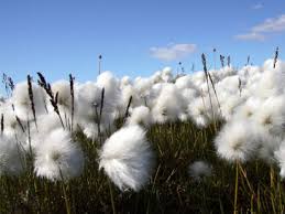 coton