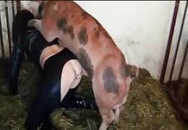 Pig sex jpg x Pig sex