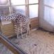Watch live: Zookeepers seeing 'significant baby kicks' in April the giraffe 
