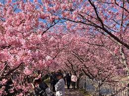 川津桜|河津桜まつりで華やかな春を嗜む | 伊東小涌園【公式】