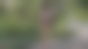 Shemal gif pornhub porn hub gif shemale  cumming|Tranny Cum Trans Porn Gif | Pornhub.com