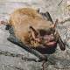 These 'ugly' animals need some love, Australia's ecosystem could depend on it 