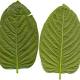 The DEA is withdrawing a proposal to ban another plant after the Internet got really mad 