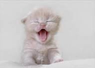 ها ها ها ها.......!!