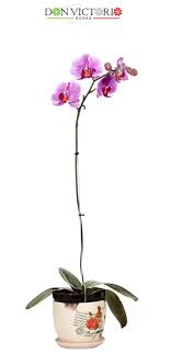 krystal orcid teen nude|Wisconsin Medical Journal 114no5