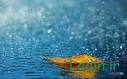 Image result for u202bانشا جانشين سازي در باره ي پرندهu202c