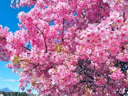 川津桜|河津桜」が満開で今がおすすめ！灘の西郷川河口公園でお花見を楽しんできた！ #河津桜 #お花見 #西郷川河口公園 #神戸散策 #神戸観光 #神戸市灘区  | 東灘ジャーナル