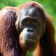 Can orangutans copy sounds from humans? 