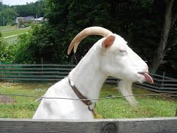 images?q=tbn:ANd9GcSP4X009KXllr0vRN3nT8JsVP0VzlwE3L9jbGauEulgLX33kU9N