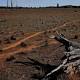 'Bombshell': Just one-sixth of rural land-clearing tracked in NSW, ANU's Philip Gibbons says 