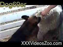 Man fucks sheep jpg x Man fucks sheep