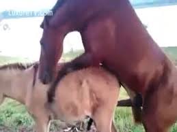 Blonde has sex with horse and orgasms jpg x Has sex with horse