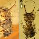 Clever camouflage: The lengths insects went to hide from predators 
