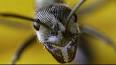 La science fascinante des fourmis ile ilgili video