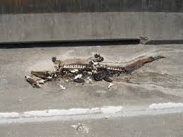 straight shota roadkill|