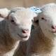 Lost Lamb at Townsville Show 