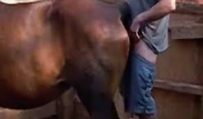 Hot fucking guy fucks horse jpg x Guy fucked by horse