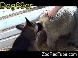 Fucking sheep jpg x Fucking sheep