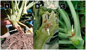 cp porn pic onion is  cp porn pics onion is|The dark web of child porn - India Today