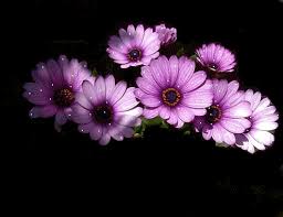 ������� ������ ����� ������ ������ images?q=tbn:ANd9GcS