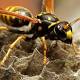 Beez in the trap: women putting wasps nests in their vajayjay 
