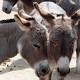 Rogue donkeys terrorising motorists in Townsville 