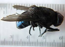 Scariest creature?