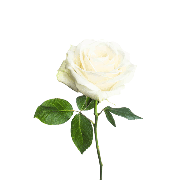 Stems Florist by null