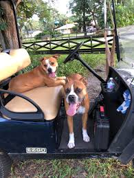 Riding on dog the pines|Forest Walkies with Wallace & Gromit at Sherwood Pines | Forestry England