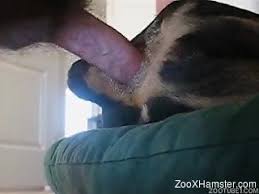 Dog fucking hairy ass gay male in zoophilia jpg x Guy fucks male dog