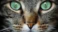 The Allure of Cats: Feline Companionship Through the Ages ile ilgili video