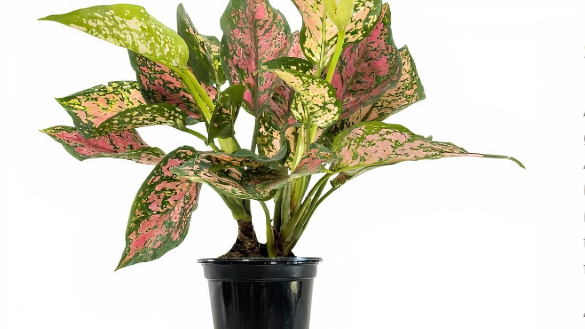 The Botanical Bar by null