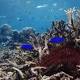 Great Barrier Reef: Queensland Government buys $7m cattle station in 'unprecedented' protection bid 