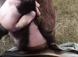 Goat finger and fuck animal sex tube with boy extrem sex and taboo porn jpg x Fuck goat