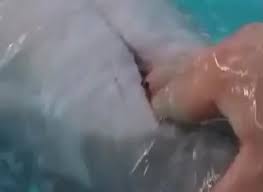 Fucks dolphin jpg x Fucks dolphin