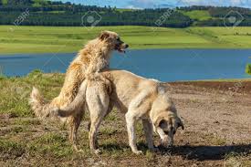 Un perro llego a nuestra casa jpg x Teniendo sexo con perros