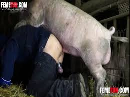 Wild boar fucks a girl sex with pigs jpg x Pig fucks woman